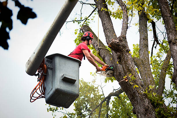 Best Landscape Design and Installation  in Lake St Croix Beach, MN