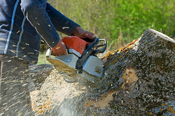 How Our Tree Care Process Works  in  Lake St Croix Beach, MN